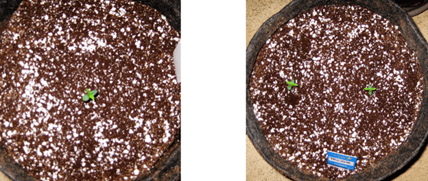 1596487387868.png 1596487387868.png