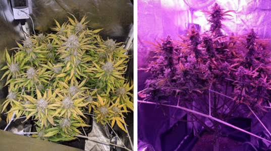 1597682454084.png 1597682454084.png