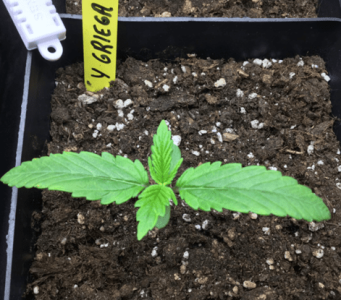 1600009784027.png 1600009784027.png