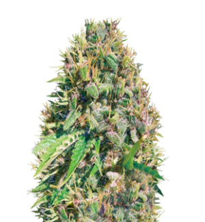 1745850128369.png 1745850128369.png