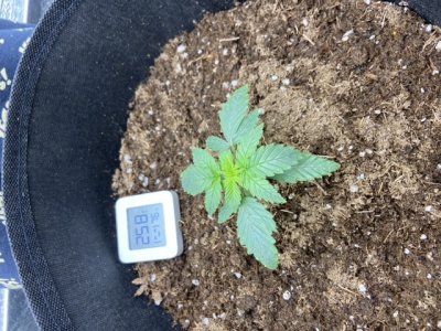 84A3CA1A-8D91-4FF7-BA49-6A067CF841D2.jpeg 84A3CA1A-8D91-4FF7-BA49-6A067CF841D2.jpeg