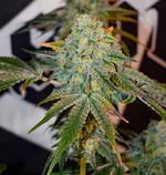 1761219530987.png 1761219530987.png