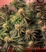 1761219562376.png 1761219562376.png