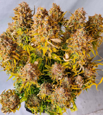 1761219595207.png 1761219595207.png