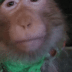 sticker.gif