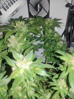 IMG_20251125_093749.jpg