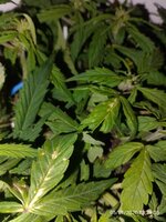 IMG_20260105_132905.jpg