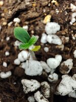 IMG_20260125_064755.jpg