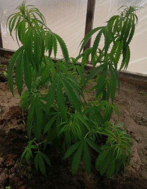 Screenshot_20220606_074255.jpg Screenshot_20220606_074255.jpg