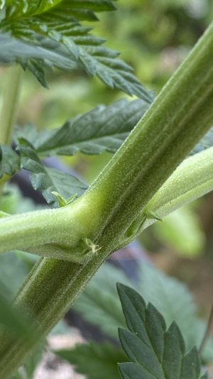 B5092A14-21AA-48C0-9670-313DB871818B.jpeg B5092A14-21AA-48C0-9670-313DB871818B.jpeg