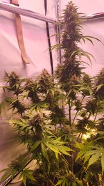 IMG_0979.jpeg