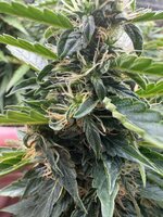 IMG_4076.jpeg IMG_4076.jpeg