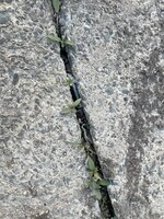 IMG_4007.jpeg