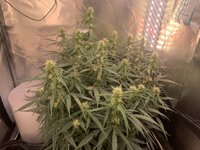 IMG_0985.jpeg