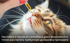 Nastoiki-i-masla__U8Dp33FDo5rtGtot.jpg