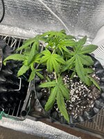 IMG_3059.jpeg