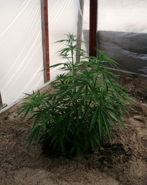 Screenshot_20220611_195318.jpg Screenshot_20220611_195318.jpg