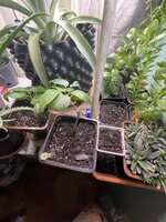 IMG_5001.jpeg