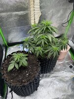 IMG_6257.jpeg