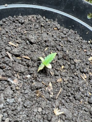 7AF96BFE-28CA-4F6A-BD67-2EF34001C482.jpeg 7AF96BFE-28CA-4F6A-BD67-2EF34001C482.jpeg