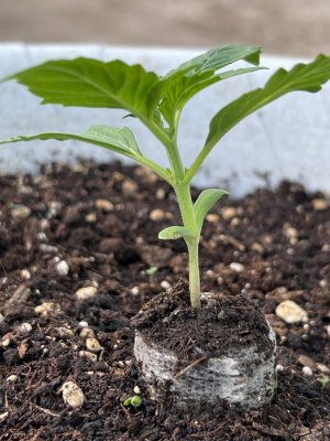 B42845DA-6615-4FD8-82E1-23B52ECE0D0C.jpeg B42845DA-6615-4FD8-82E1-23B52ECE0D0C.jpeg