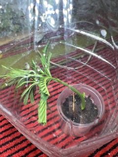 55588CFF-A5EC-461B-B6B4-CCBF3BBB3860.jpeg 55588CFF-A5EC-461B-B6B4-CCBF3BBB3860.jpeg