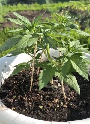 754AD989-9311-43E5-9572-2F2BBAF1FC5A.jpeg 754AD989-9311-43E5-9572-2F2BBAF1FC5A.jpeg