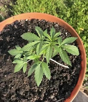 78447799-F5C0-49C5-A40B-1179F6859013.jpeg 78447799-F5C0-49C5-A40B-1179F6859013.jpeg