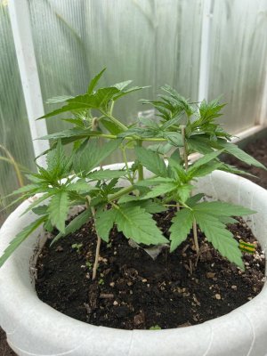 AB98BD25-E171-44B9-A281-37DF13EB1A5F.jpeg AB98BD25-E171-44B9-A281-37DF13EB1A5F.jpeg