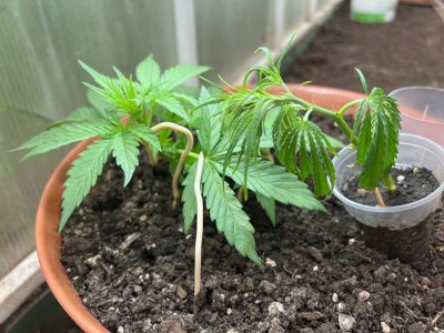 DBD1E495-15F2-44F7-8787-20AE62FEE248.jpeg DBD1E495-15F2-44F7-8787-20AE62FEE248.jpeg