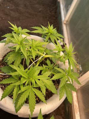 0DB2AD82-8568-4E7A-BF07-28D510D2B4BD.jpeg 0DB2AD82-8568-4E7A-BF07-28D510D2B4BD.jpeg