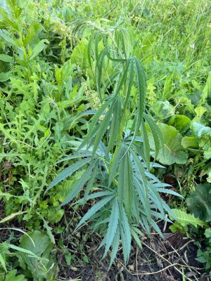 9993AB29-9F78-4ABB-A895-DF7D61CE2FD5.jpeg 9993AB29-9F78-4ABB-A895-DF7D61CE2FD5.jpeg