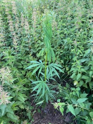 C9F5FF1A-CF16-48F3-9B0A-95D4E66985B1.jpeg C9F5FF1A-CF16-48F3-9B0A-95D4E66985B1.jpeg