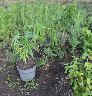 B72B7058-F7E4-4CA0-8502-E700466E739B.jpeg B72B7058-F7E4-4CA0-8502-E700466E739B.jpeg