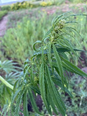 70A6E006-0CD9-42A0-9C16-DF527024E9A1.jpeg 70A6E006-0CD9-42A0-9C16-DF527024E9A1.jpeg