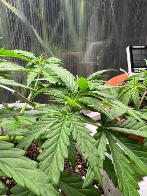 561B8BD8-9F18-4BF7-AA91-2DE995FCD7E6.jpeg 561B8BD8-9F18-4BF7-AA91-2DE995FCD7E6.jpeg