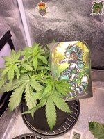 IMG_6913.jpeg