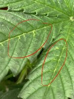 IMG_4785.jpeg