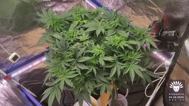 2026-10-05_aya-01_veg-w07d49_canopy_02.jpg