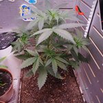 IMG_20261011_081555_603@-1379194003.JPG