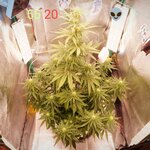 IMG_20261014_110719_639@-1379193191.JPG
