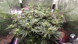 2026-10-19_aya-01_veg-w09d63_canopy_01.jpg