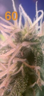 IMG_3344.jpeg