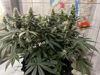 IMG_1234.jpeg