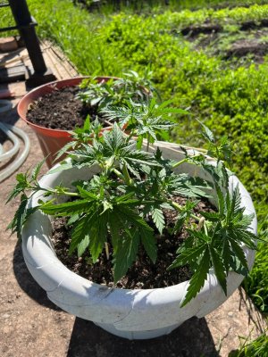 59129CCA-2DC9-47E8-929F-56CCF0E0785F.jpeg 59129CCA-2DC9-47E8-929F-56CCF0E0785F.jpeg