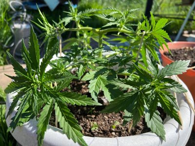 A7385F0B-EA60-4C8C-BBB6-3D526C1FB372.jpeg A7385F0B-EA60-4C8C-BBB6-3D526C1FB372.jpeg