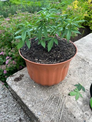 1D131BA5-EAF7-471B-ADDF-B4A08C556300.jpeg 1D131BA5-EAF7-471B-ADDF-B4A08C556300.jpeg