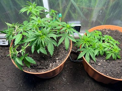 16659655-C0BB-49A3-92F4-B32B1F71E89C.jpeg 16659655-C0BB-49A3-92F4-B32B1F71E89C.jpeg