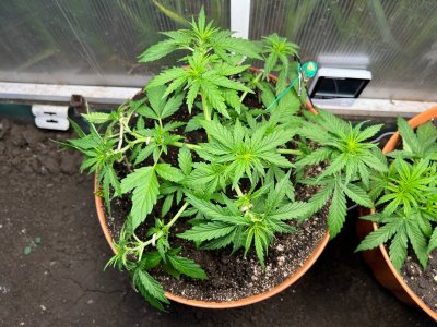 989DD64D-2DDC-4CF3-827A-AF906560670F.jpeg 989DD64D-2DDC-4CF3-827A-AF906560670F.jpeg