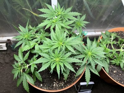 E93C0745-9293-4811-B629-AE89C2EE3E3E.jpeg E93C0745-9293-4811-B629-AE89C2EE3E3E.jpeg